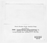 Lophiostoma angustilabrum image